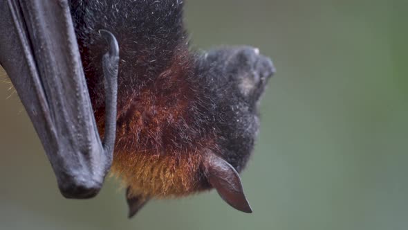 A large flying fox hanging upside down chewing a piece of fruit. EXTREME CLOSE UP alt
