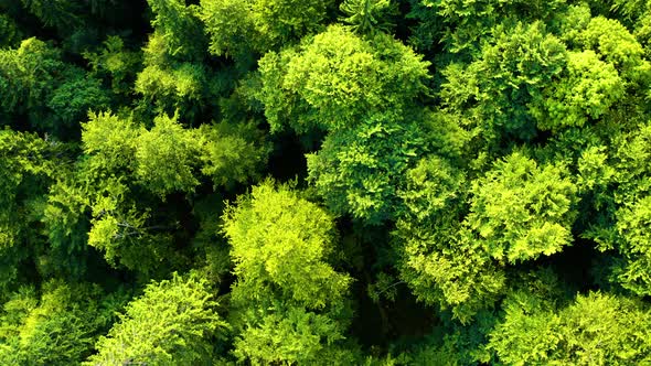 Fly over Green Forest. Aerial view of Tops Tree. Mountain forest in National Park  alt