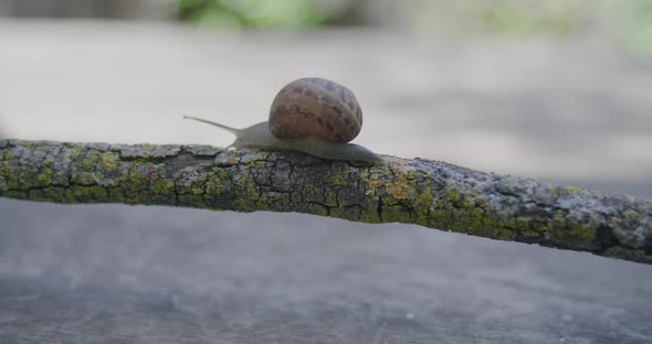 Closeup of a snail as it crawls right to left along a lichen covered branch. alt