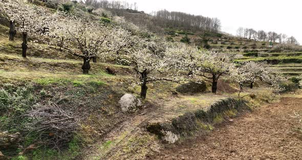 Fascinating view of the cherry blossom in Valle del Jerte, Spain alt