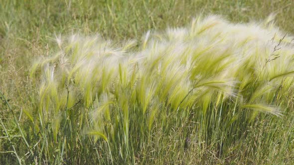 Feather Grass in the Meadow Inflates the Wind alt