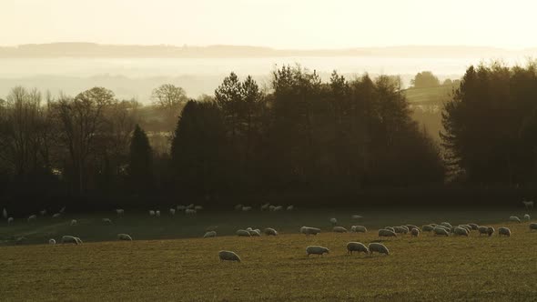 Flock of sheep in a green field, rural countryside farm in farmland on a misty sunrise with beautifu alt