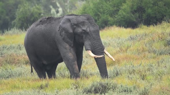 Male elephant eating in a nature reserve in Kenya, Africa, on a rainy day alt