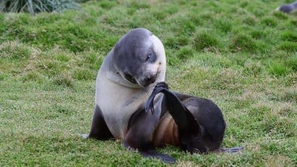 Antarctic Fur Seals Pup Close Up on Grass