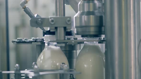Plant Mechanism Is Closing Caps on Milk Bottles. Bottling Plant Equipmnet. alt