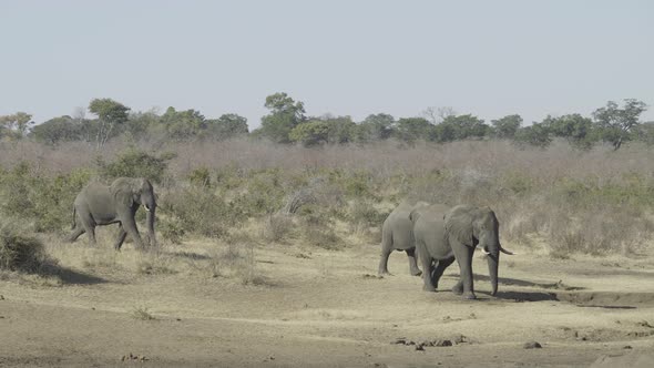 African Elephants on the Move