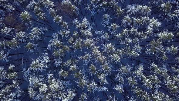 Winter Forest Top View alt