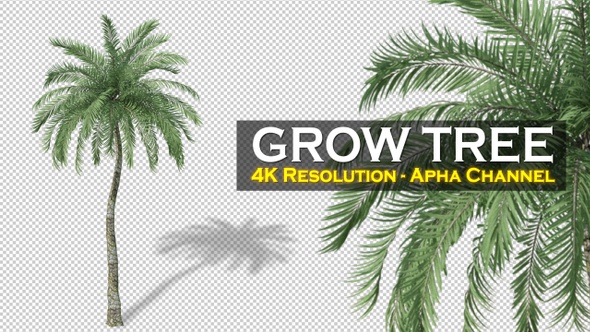 Growing Tropical Tree 4K alt