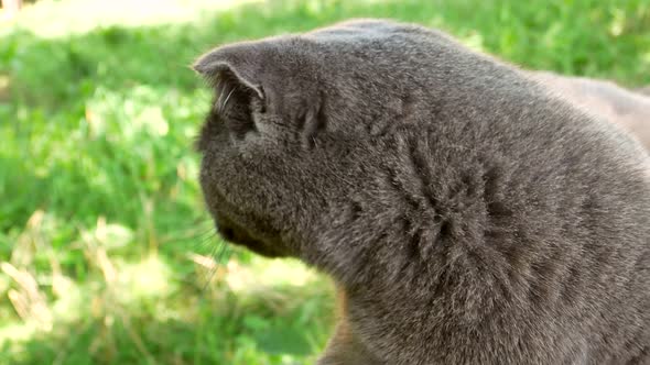 Gray Scottish Fold cat on the street.