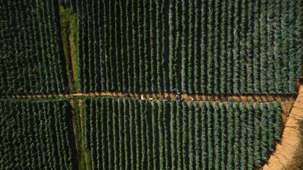 Aerial top down, rows of tomato plants growing on agricultural farm field alt