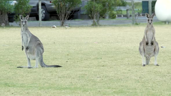 Australian kangaroo's grazing in a township park land. Two roos, a male and a female, looking at the alt