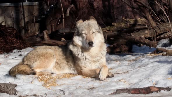 Gray Wolf or Eurasian Wolf a Common Predator on the Territory of Different Countries