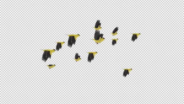 American Goldfinch - Flock of 12 Birds - Flying Loop - Side View - Alpha Channel