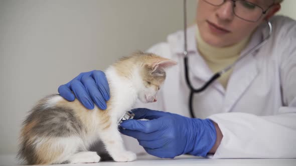A Benevolent Veterinarian with a Stethoscope Listens to the Chest of a Cute Kitten