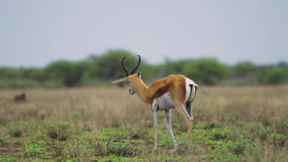Lone Springbok On The Savannah In Central Kalahari Game Reserve, Botswana. wide alt