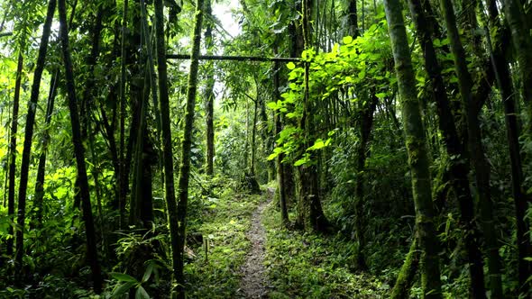 Going backwards over a hiking trail showing the bamboo at both sides alt