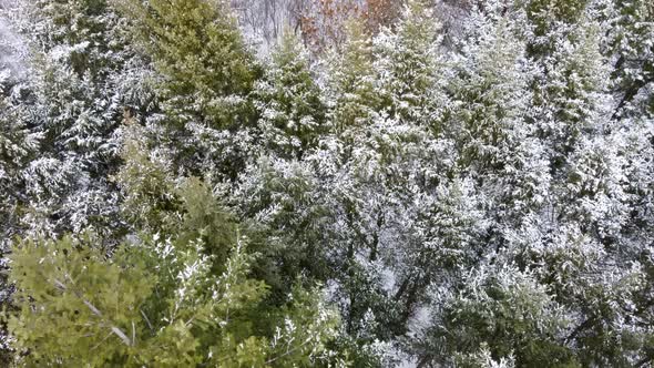 Evergreen pine tree branches, winter aerial view