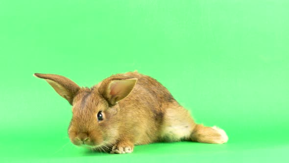 Small Fluffy Brown Domestic Rabbit on a Green Screen, Close-up. Easter Bunny on Chromakeia alt