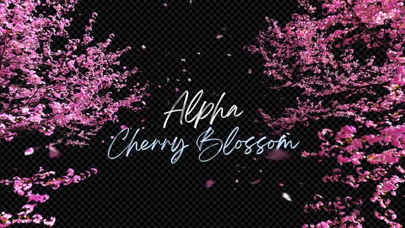 Cherry Blossom Alpha 4K