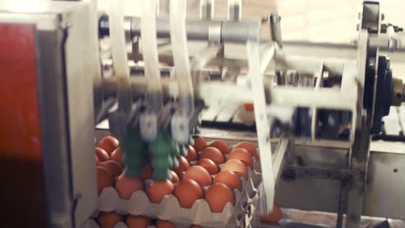 Eggs moving on the production line alt
