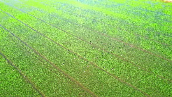 Drone flying over the beautiful rice sapling field alt