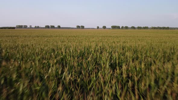 Aerial footage of field of corn in the countryside