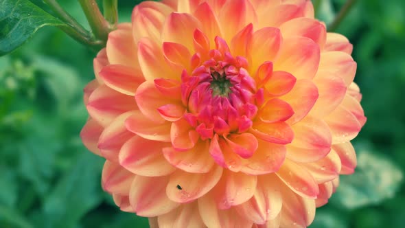 Orange Chrysanthemum Close Up 