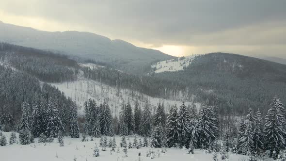 Aerial Landscape with Evergreen Pine Trees Covered with Fresh Snow During Snowfall in Winter alt