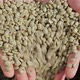 Green coffee beans in hands - VideoHive Item for Sale