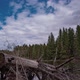 Beautiful Spring Landscape on a Wild Forest Lake Time Lapse Camera Movement Hyperlapse - VideoHive Item for Sale