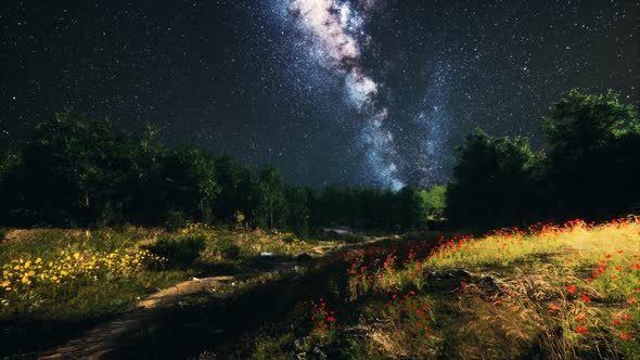 Green Trees Woods In Park Under Night Starry Sky alt