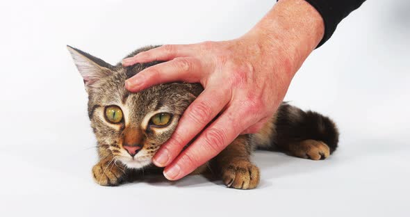 Woman Caressing a Brown Tabby Domestic Cat on White Background, Real Time 4K