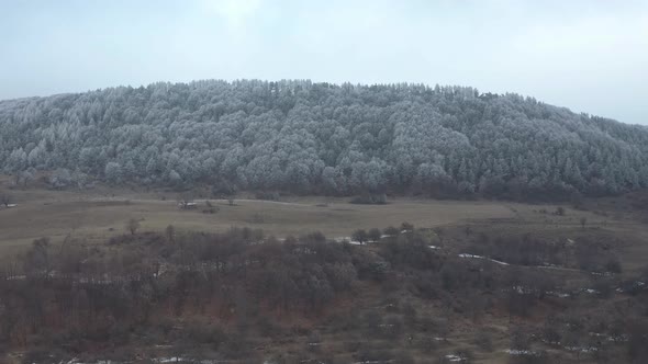 Forest in Winter  alt