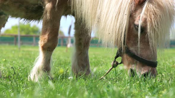 Closeup on a Pony Horse with a White Mane Grazes on a Meadow with Bright Grass alt
