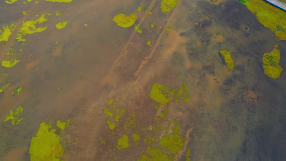 Aerial view from a drone over green and yellow plants in a large wetland alt