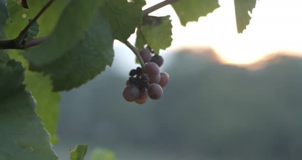 Vineyard at dawn before harvest, slowmotion handheld 4K