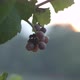 Vineyard at dawn before harvest, slowmotion handheld 4K 