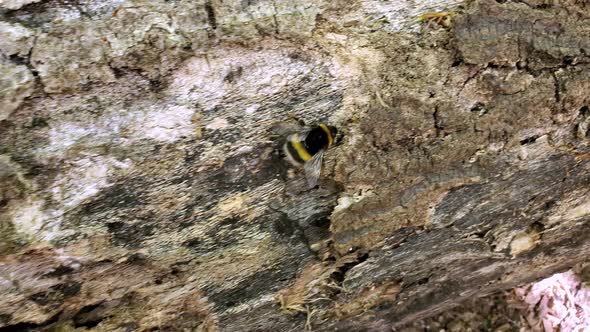 Bumblebee Crawls on a Trunk of a Tree, in Epping Forest, Loughton, London