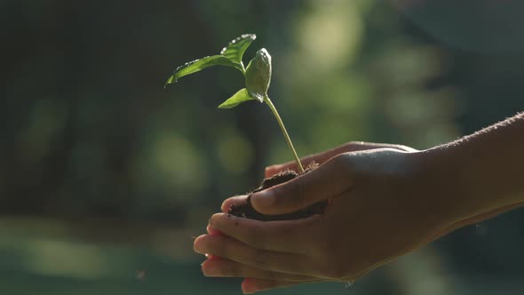 Close Up of Female Hands Holding Green Sprout with Soil alt