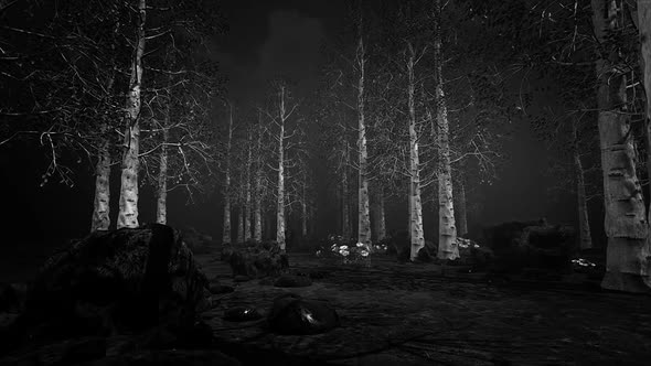 Dark Aspen Forest
