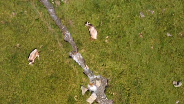 Aerial Video Of A Flock Resting On A Meadow While Grazing On A Mountain Pasture alt