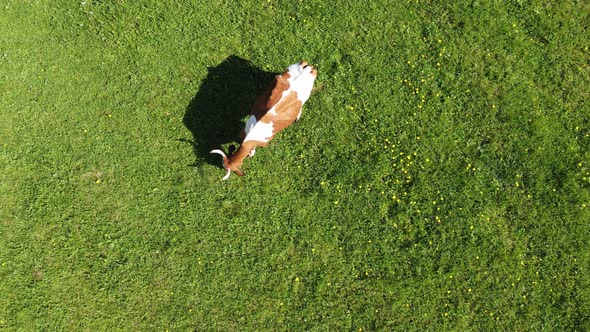 A Lonely Mottled Red Cow on a Lush Green Grassy Meadow in the Countryside