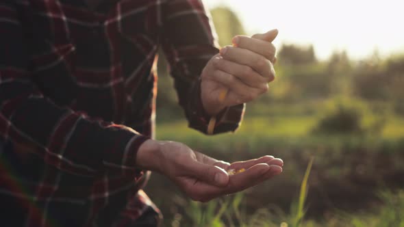 Female Farmer's Hand Holding Handful Of Corn Grains. Farmer Is Holding Corn Grains In Hands alt
