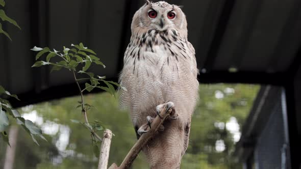 Male Siberian Eagle Owl sitting majestically on perch, slowmo alt