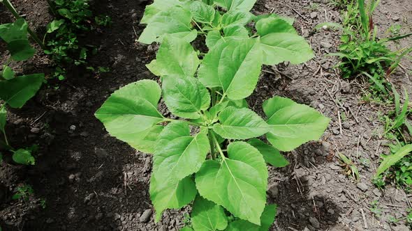 Sunflower and Wind alt