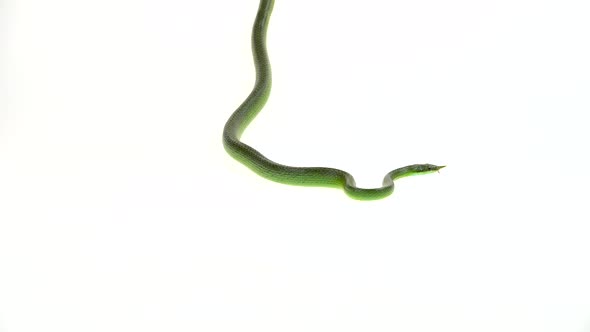 Rhinoceros Ratsnake or Rhynchophis Boulengeri. Also Known As Rhinoceros Snake, Rhino Rat Snake alt