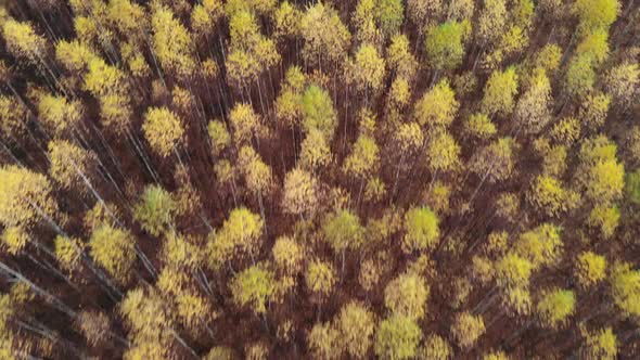 Flight Over A Young Birch Grove