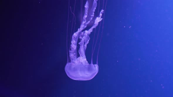 Amakusa jellyfish (Sanderia malayensis) swimming underwater. Jellyfish with long tentacles floating