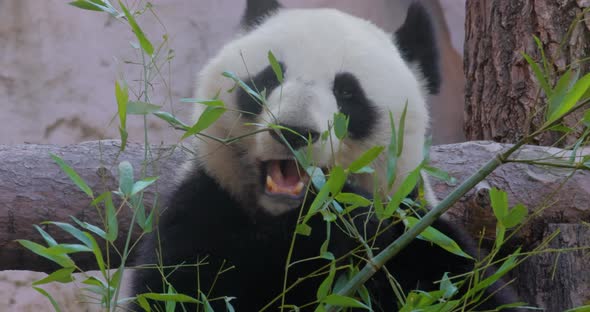 Giant Panda Ailuropoda Melanoleuca Also Known As the Panda Bear alt