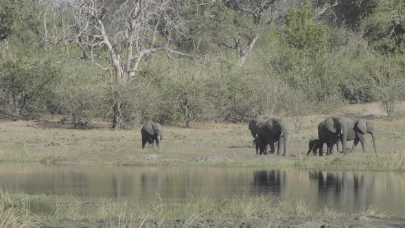 Elephant Herd Next To Water
